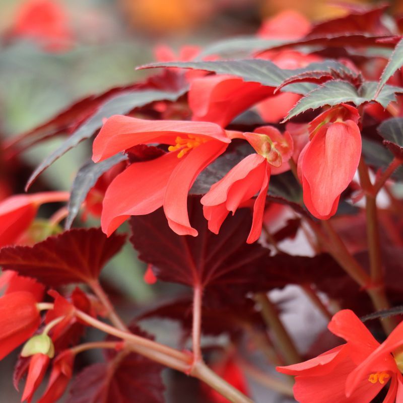 Begonia 'Summerwings Dark Elegance' 2 Litres